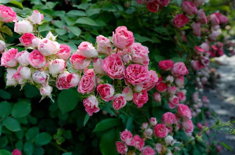 嫁接月季技巧，用什么做砧木嫁接月季树成活率更高？