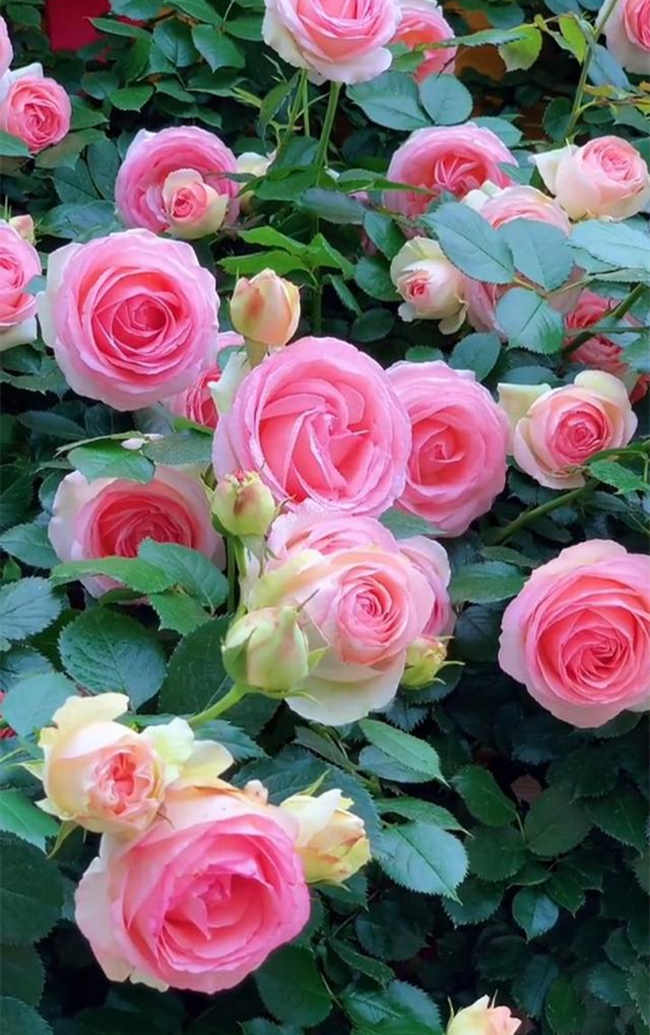 藤本月季休眠养护方法有哪些