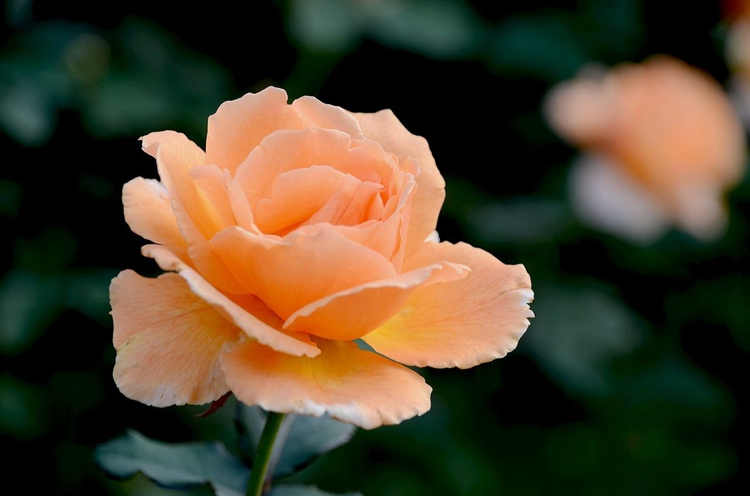 月季叶片发黄脱落是什么原因，月季花叶片发黄怎么施肥