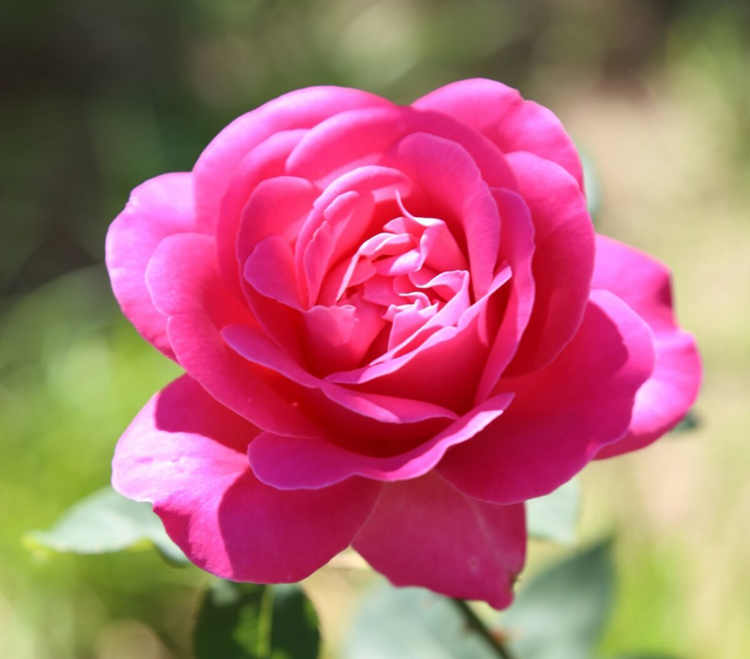 月季花白粉病怎么防治，月季白粉病处理方法