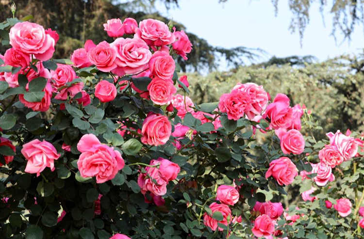 树状月季更新秘籍：脚芽与隐芽的智慧利用与?；? fetchpriority=