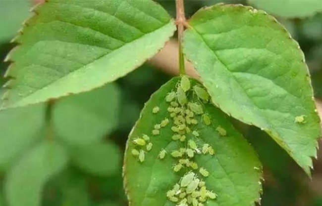 常见月季花病虫害有哪些，月季养护防范病虫方法