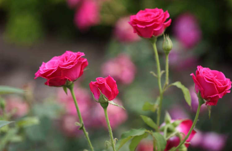 家庭小盆栽月季花精致养护方法，盆栽月季怎么养殖