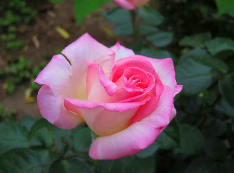 藤本月季的全面养护指南，藤本月季的种植方法与养护办法