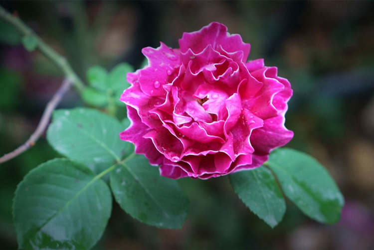 茶叶水浇月季花可以吗？月季怎么浇水好