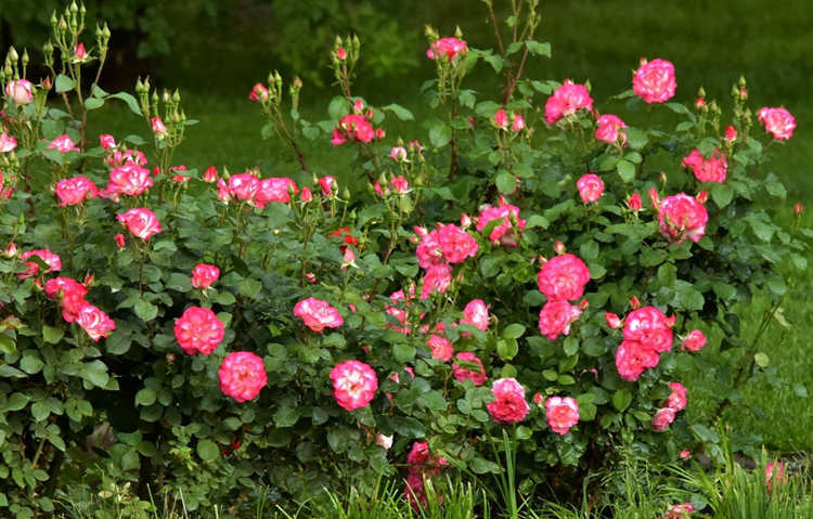 月季花怎么养殖四季开花，月季花种植技巧