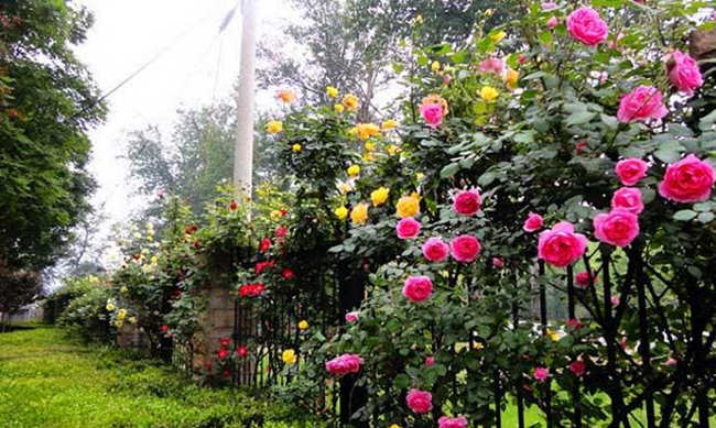 藤本月季如何养护？藤本月季的盆器选择与养护指南