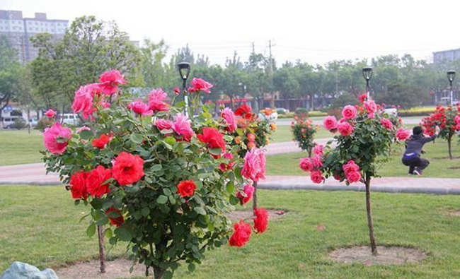 常规树状月季花的盆栽种植方法有哪些？树状月季养殖技巧