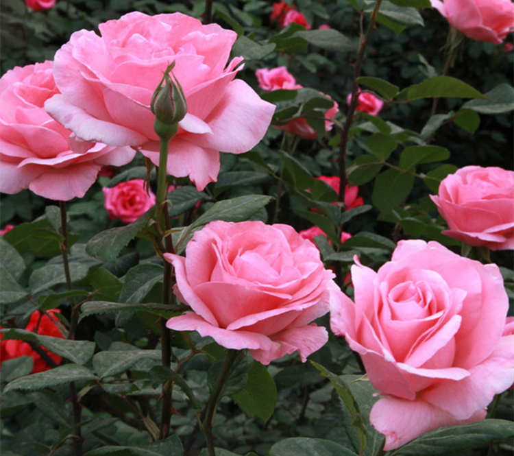 丰花月季的精致养护秘诀，绽放绚烂之美，丰花月季养护方法