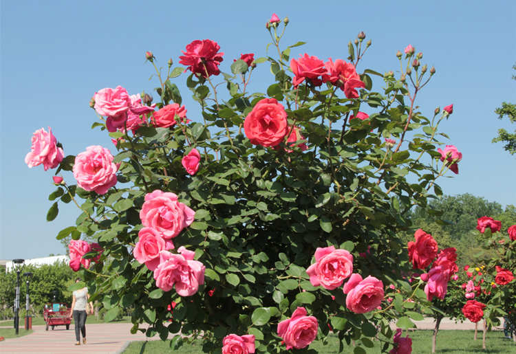 月季修剪的艺术：塑造繁茂与绚烂的秘诀，月季整枝的修剪方法