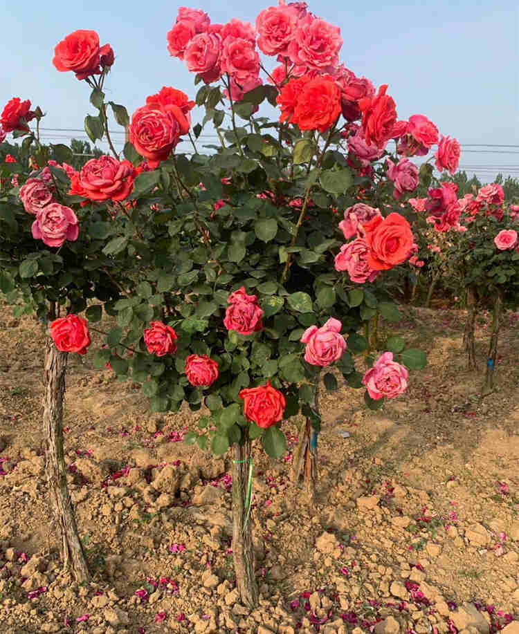 冬季月季怎么管理技术，月季花冬天养殖方法注意事项