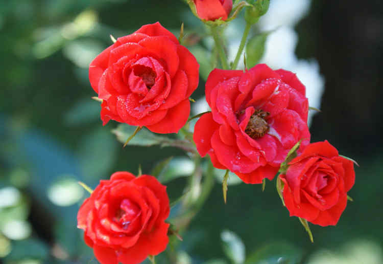 月季花的养殖方法，月季花怎么养殖才能爆盆？