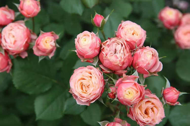 月季花喜欢什么样的土壤，月季适宜什么样的土壤环境？