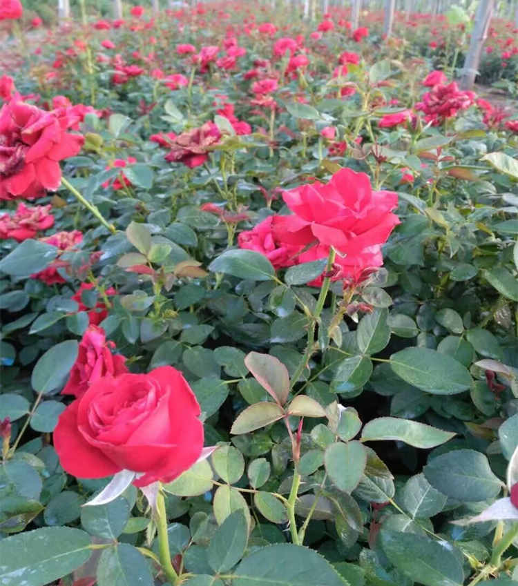 月季嫁接能活多少年？月季花的功效与作用