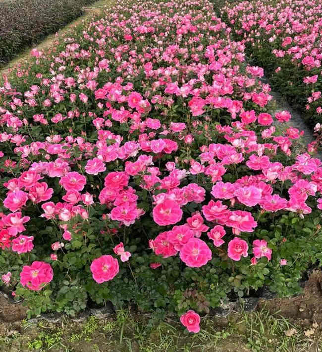 春季4-5月份月季花扦插方法，月季春天怎么扦插