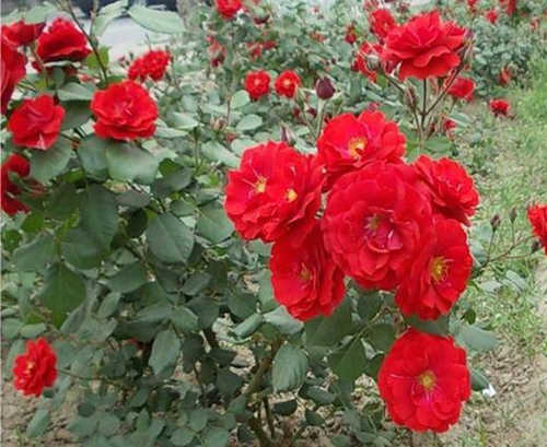 月季花枝干变黑杆？月季长虫怎么办