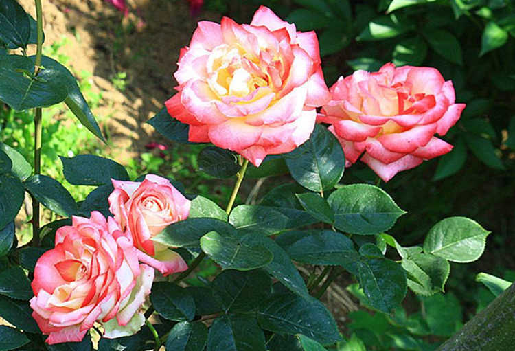 冬季几月份对月季花进行修剪，月季修剪时间表