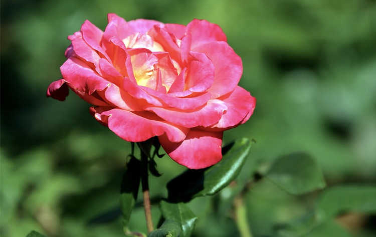 月季施肥过量引发的叶黄烧根怎么办，月季施肥过多症状