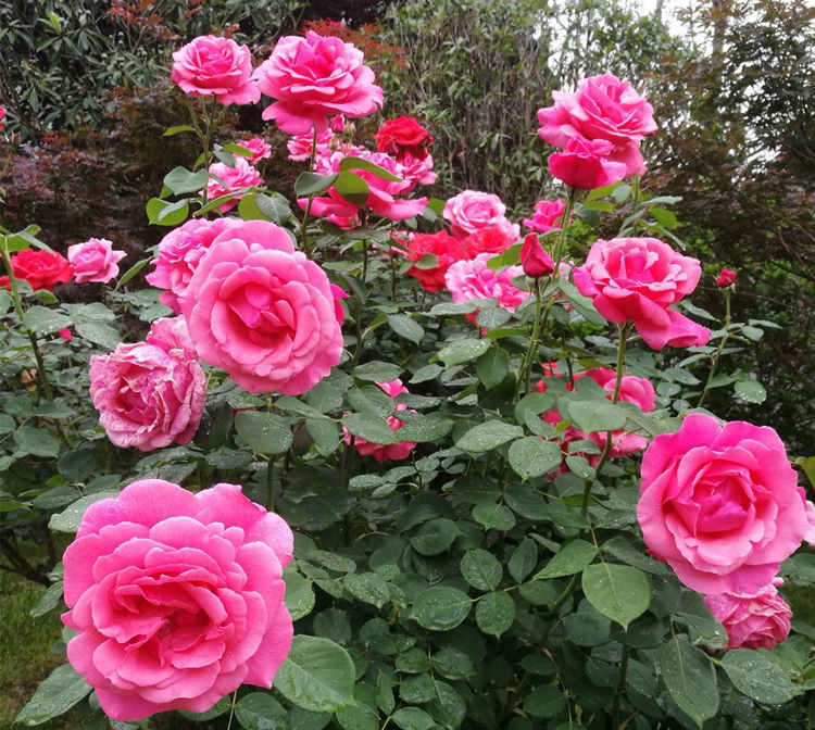 3-4月月季温室养护关键期：霜霉病与红蜘蛛防治策略