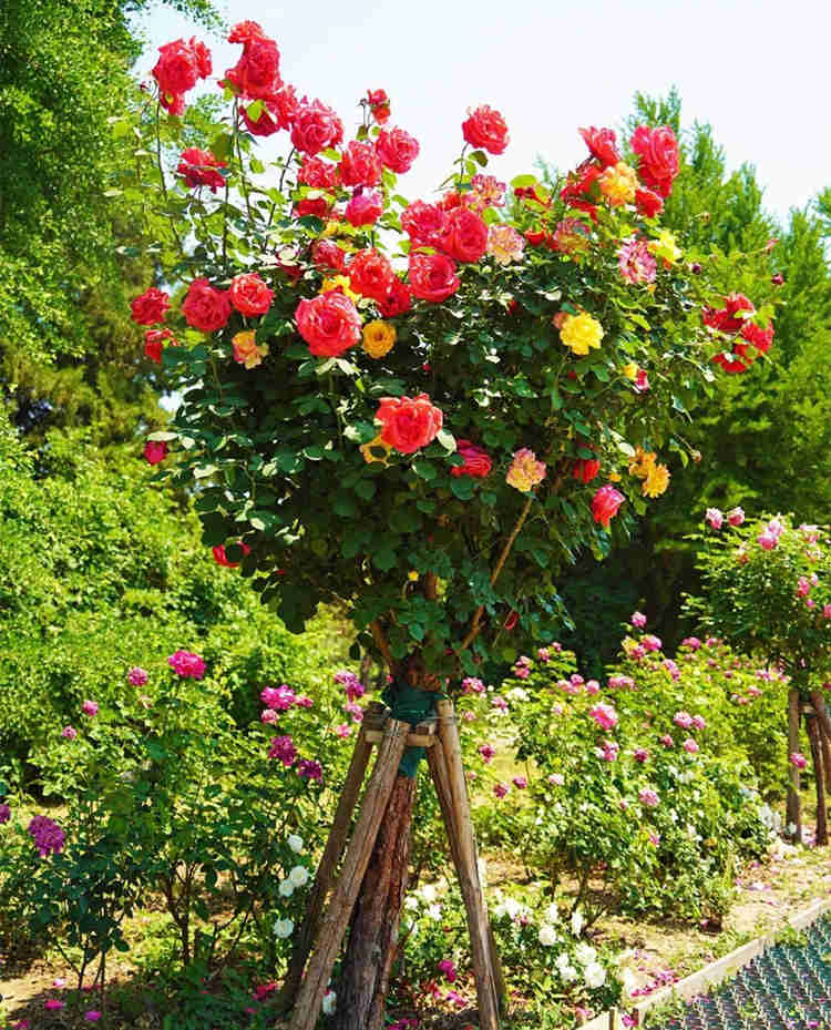 怎样养好盆栽月季花？家里盆栽月季花种植方法