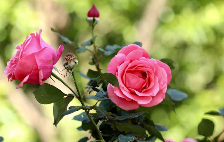 月季扦插繁殖指南：打造理想生根环境，月季剪个枝条插到土里能生根吗