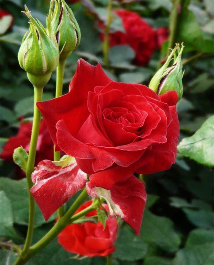 大花月季栽培与扦插方法技巧有哪些