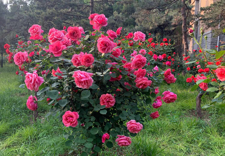 大花月季怎么种植，秋季冬季栽种大花月季合适吗？