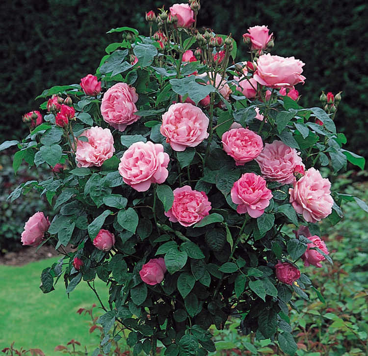 盆栽大花月季修剪方法及注意事项