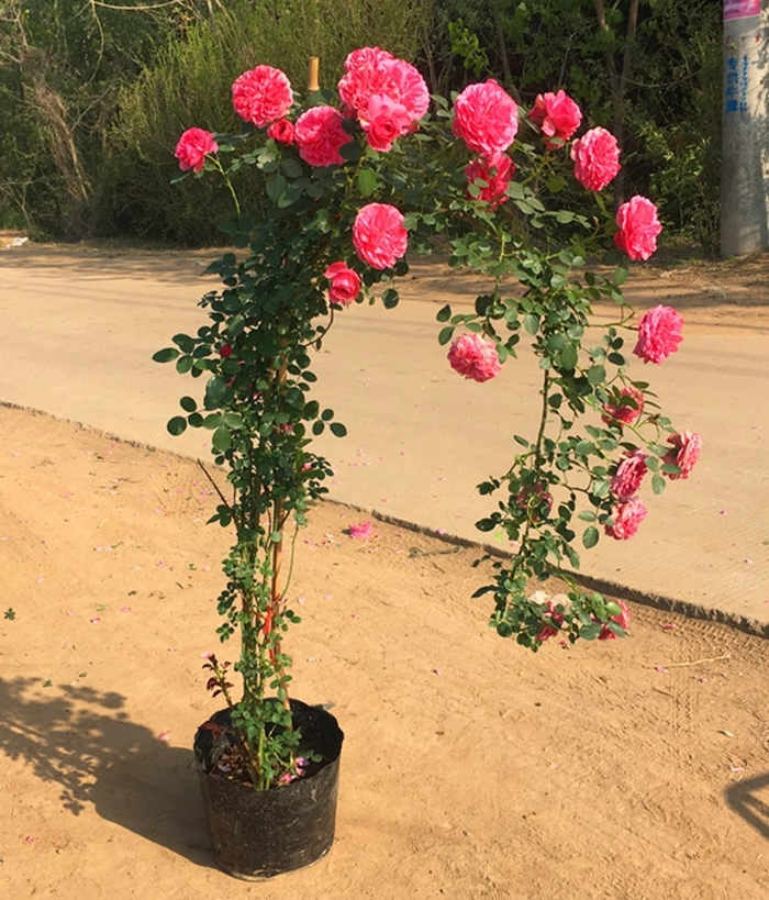 大花月季：种植与养护，香水月季怎么养殖