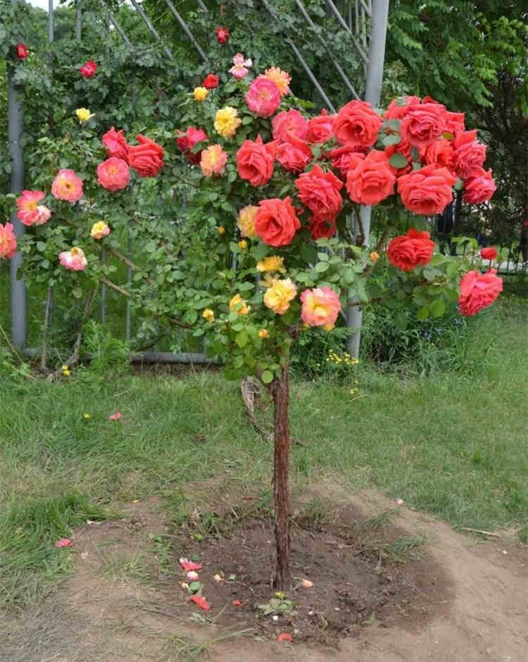 月季的最佳移栽与精细管理，月季花的种植时间和管理要点