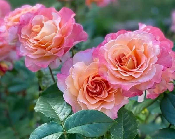 大花树状月季怎么插枝，大花树状月季养殖方法