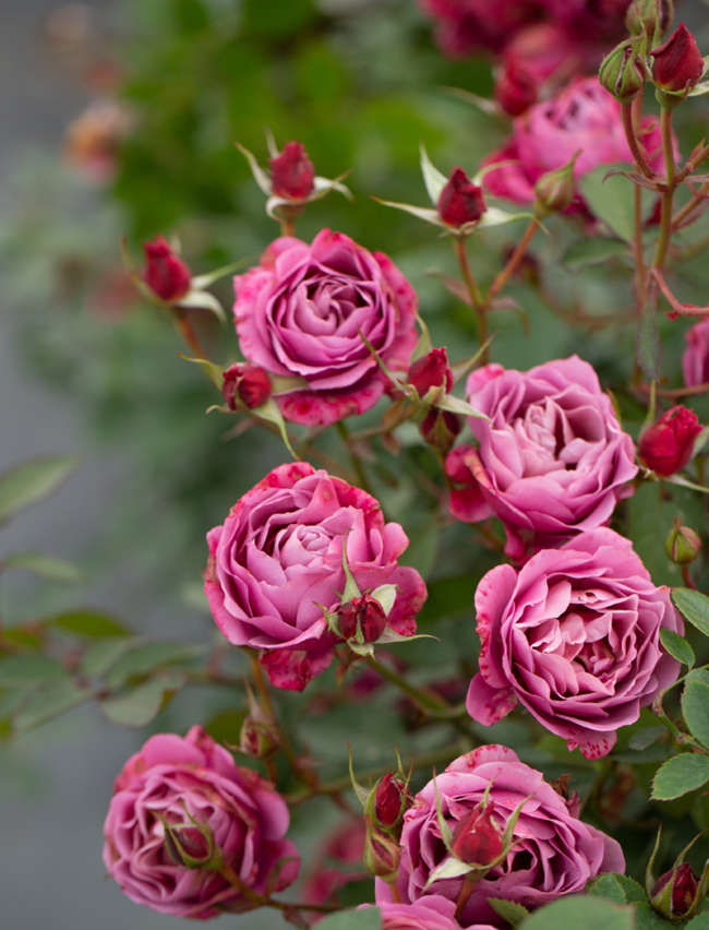 月季花一年开几次花，月季种子种植方法