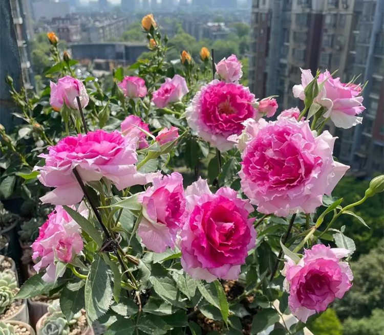 藤本月季花批发价格多少钱一棵，藤本月季怎么爬藤？