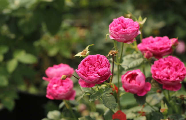 家庭阳台怎么养藤本月季，月季花阳台养殖方法