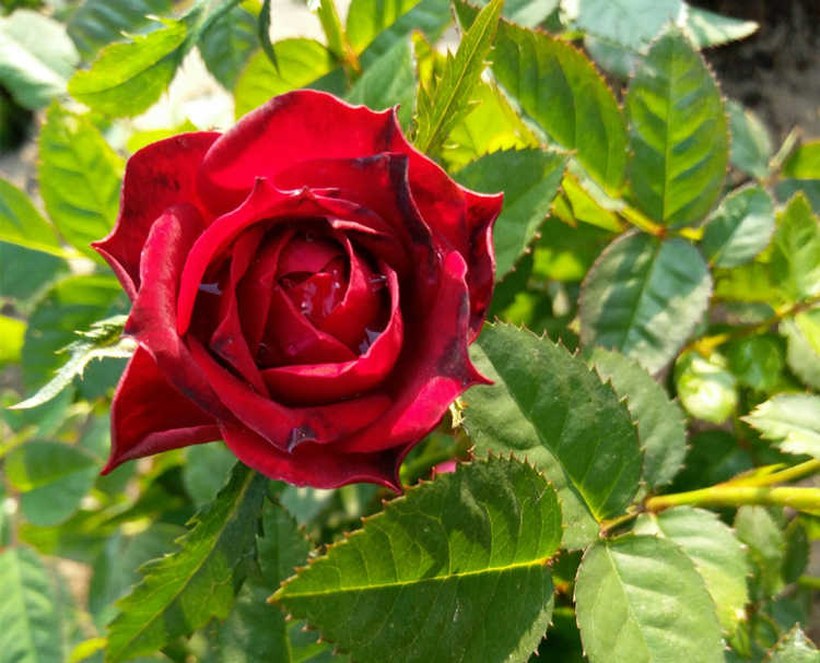 月季花什么时候开花，月季开花时间