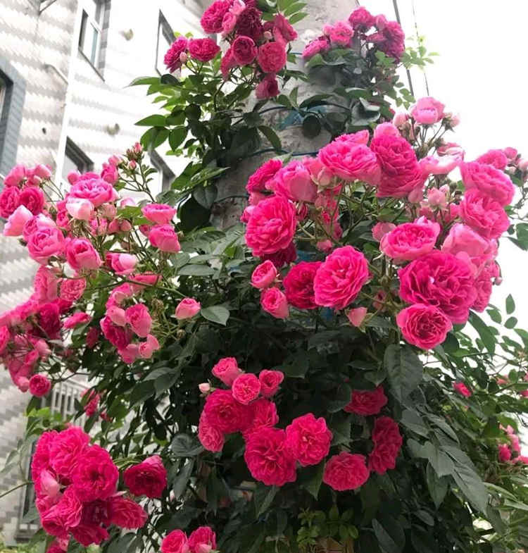 家庭盆栽月季养殖方法，月季花盆栽方法