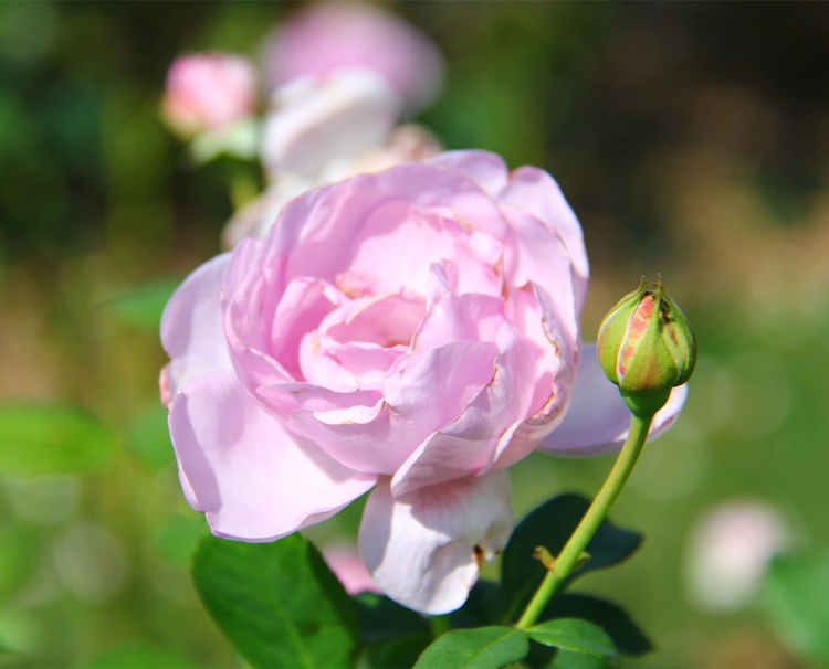 香水月季花病虫害防治方法