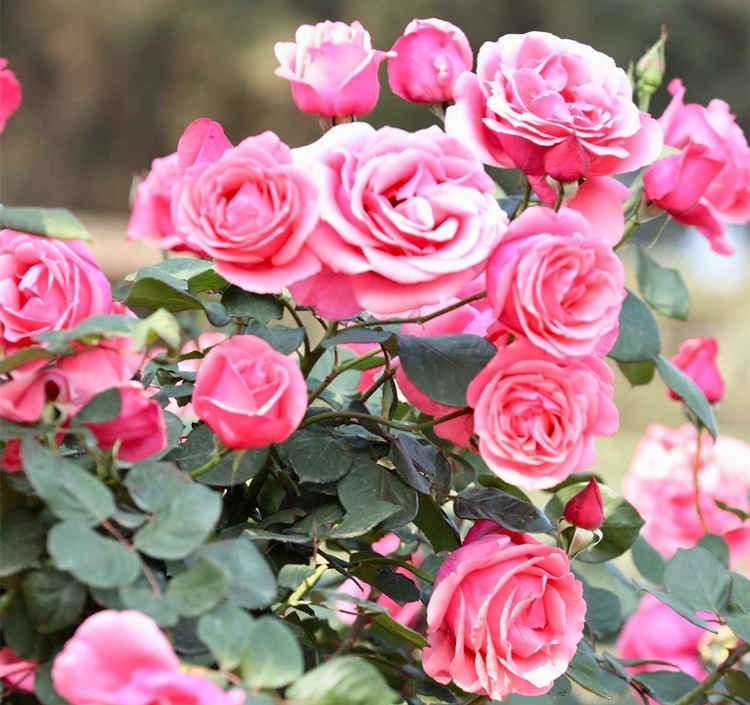 春季月季怎么扦插，月季花春天扦插技巧