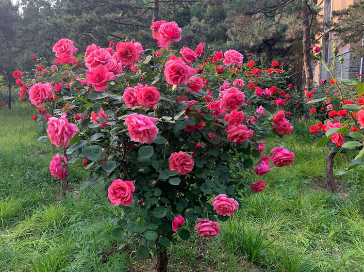 棒棒糖月季怎么延长寿命，棒棒糖月季花养殖方法