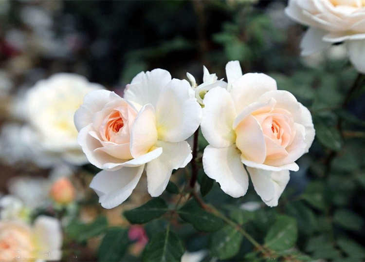 移栽月季服盆期大概需要多久时间，月季花移栽方法