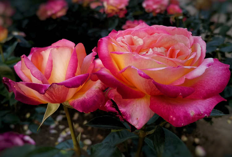 种植月季全用营养土好吗，月季养殖用什么土壤配比