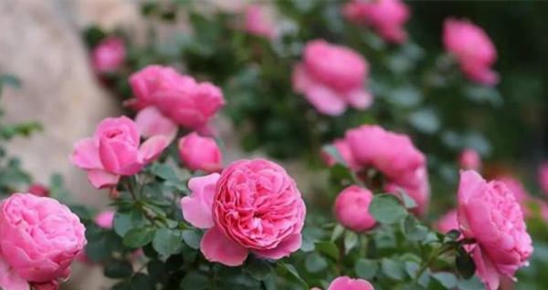 春季月季怎么施肥方法，月季花施肥技巧