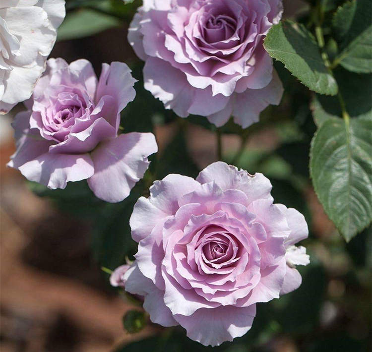 月季老桩种植方法及注意事项，月季花老根怎么种