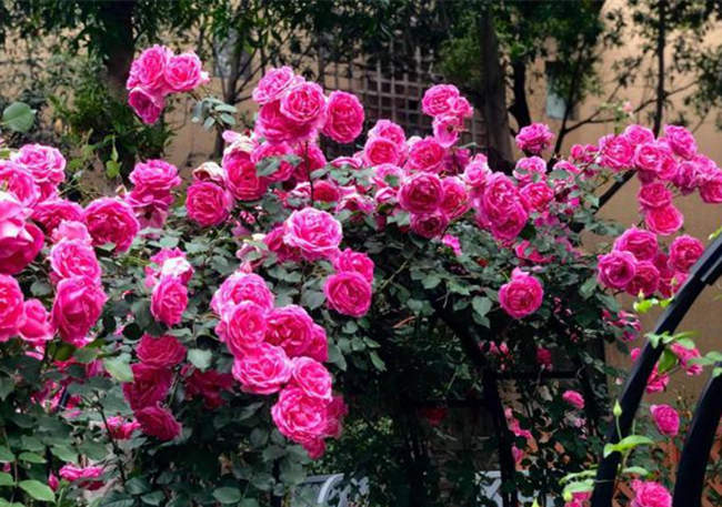 月季花栽在院子什么位置好，家庭院子月季种植哪里好