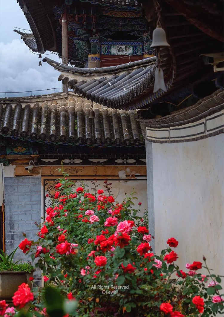 盆栽月季的养殖方法和注意事项，盆栽月季花