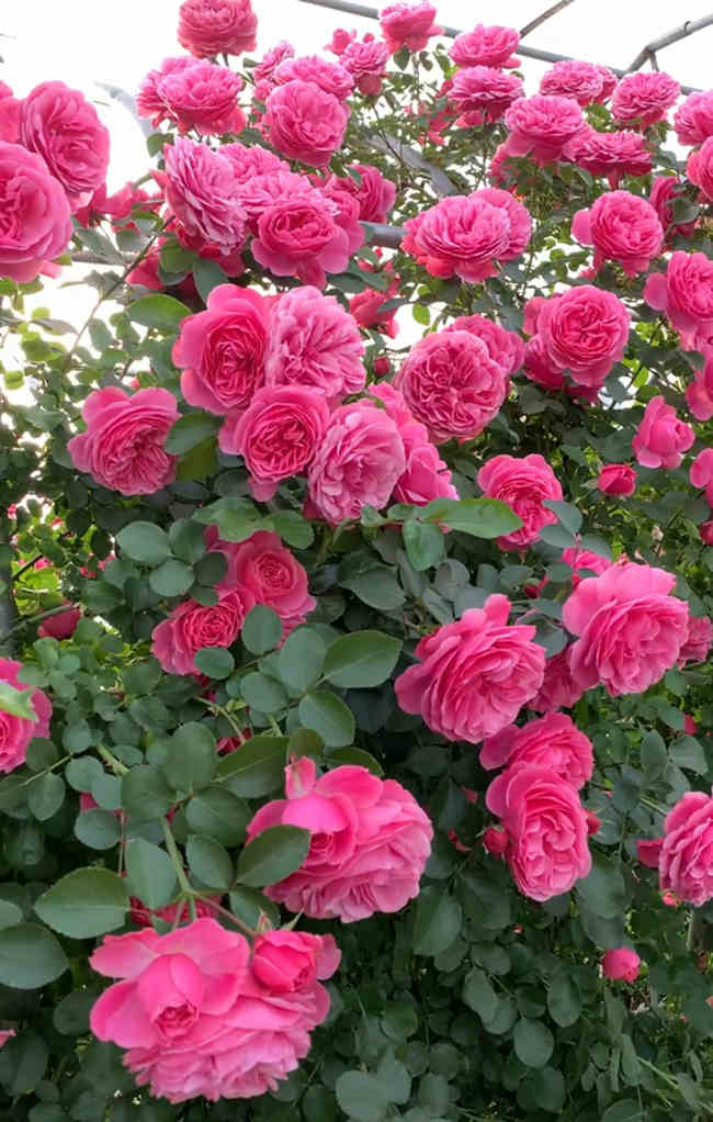 修剪后月季施肥方法，月季花修剪后是什么肥料