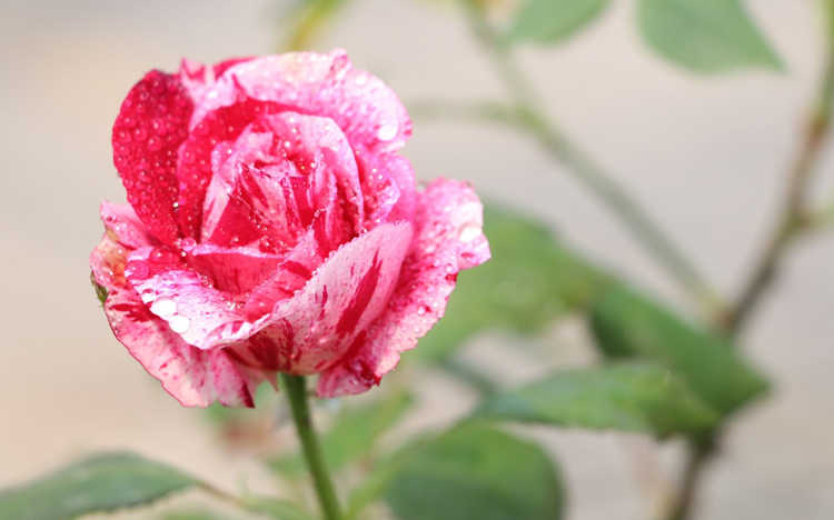 蔷薇嫁接月季的时间， 蔷薇什么时候嫁接月季好