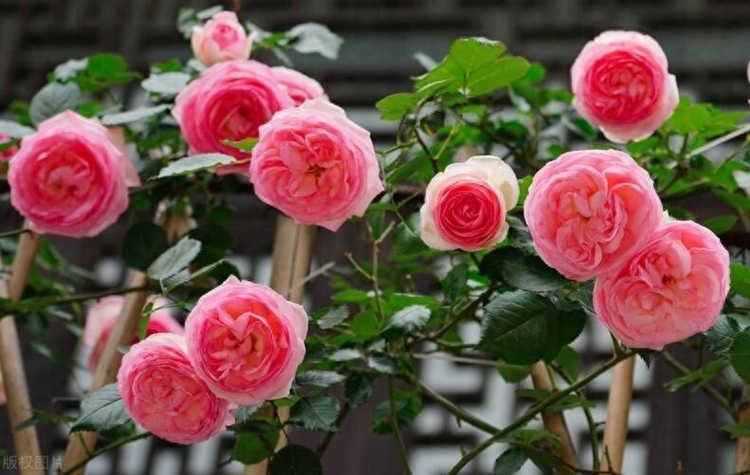 盆栽月季怎么浇水方法，盆栽月季花多久浇一次水