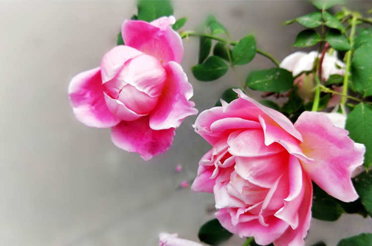 月季花苞垂头是什么原因导致的，月季花苞下垂怎么办