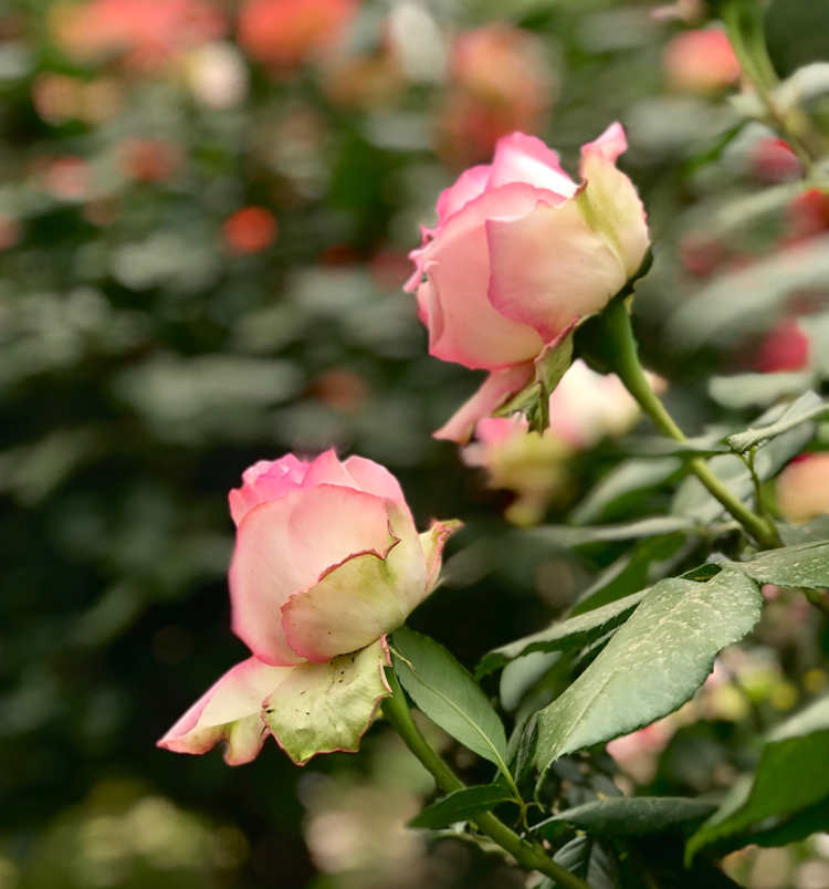 王妃月季花一年能开几次花，王妃月季平时如何养护